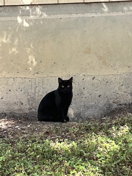 Our Very Own Wildcats: Midnight and Pebbles